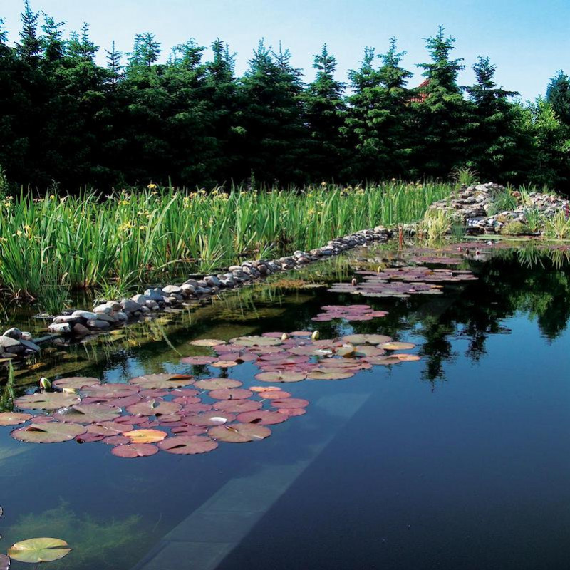 Comment fonctionne une piscine naturelle ?